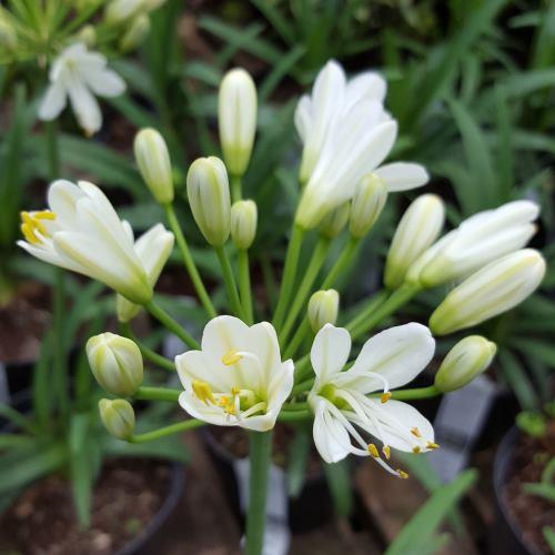 Agapanthus Pavlova