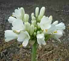 Agapanthus Pavlova - Ladybird Nursery
