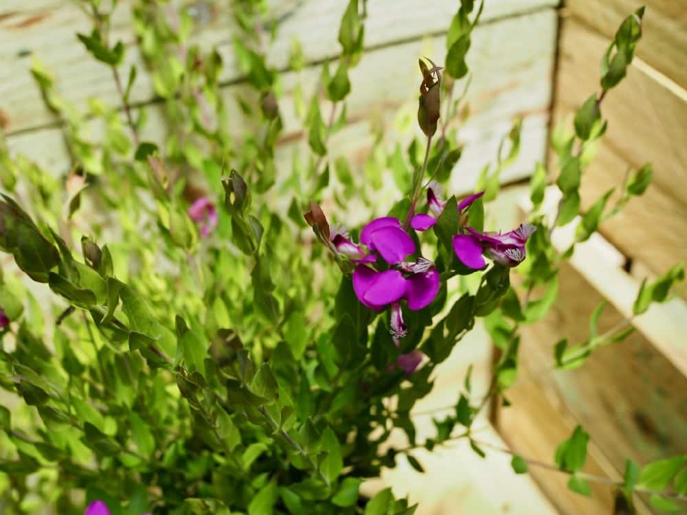Sweet Pea Shrub Dalmaisiana Compacta (Polygala)