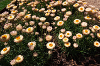Paper Daisy Kimba Peach (Bracteantha bracteata)