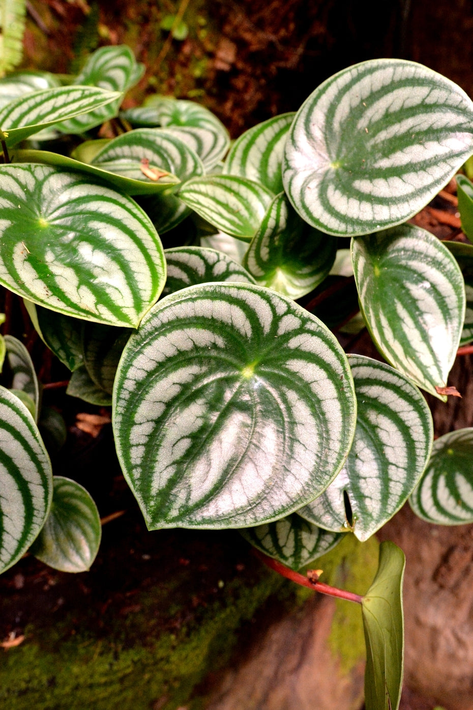 Peperomia Watermelon  (Peperomia argyreia)