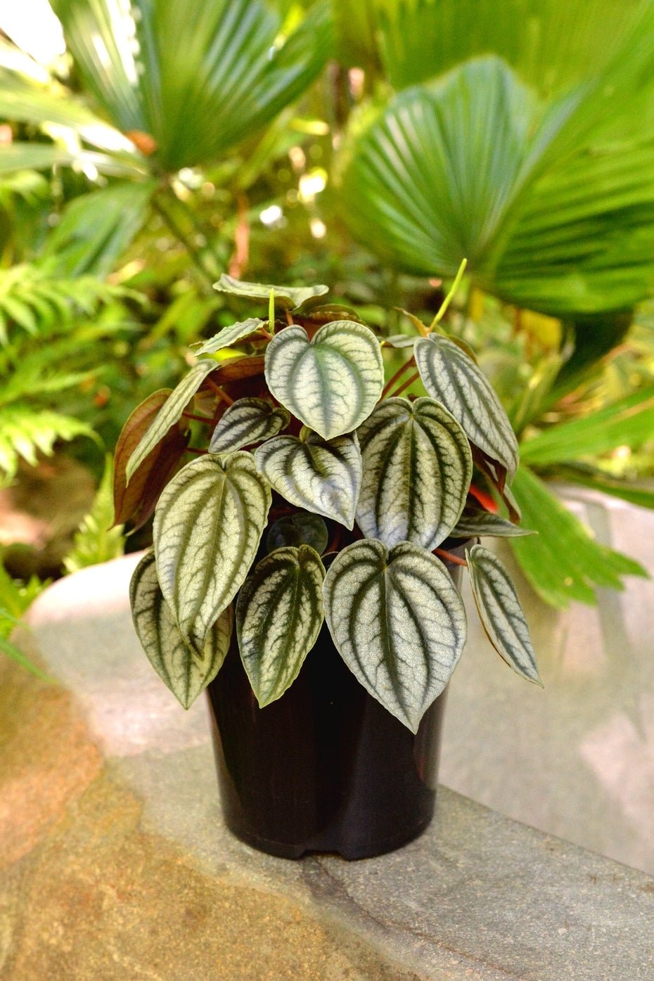 Peperomia Red Watermelon (Peperomia turboensis) - Ladybird Nursery