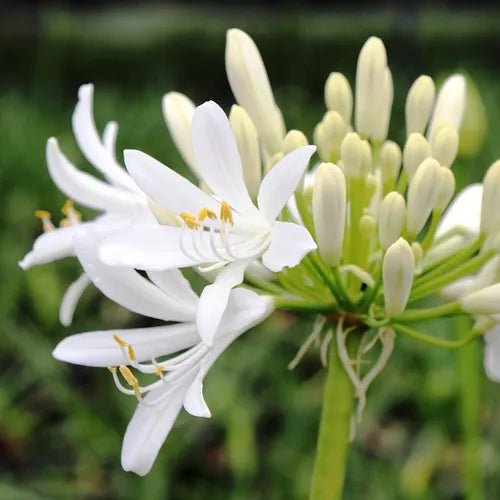 Agapanthus Perpetual Peace - Ladybird Nursery