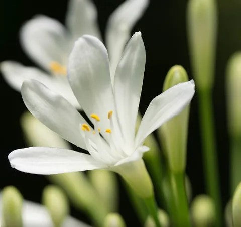 Agapanthus Perpetual Peace