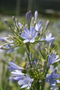 Agapanthus Peter Pan