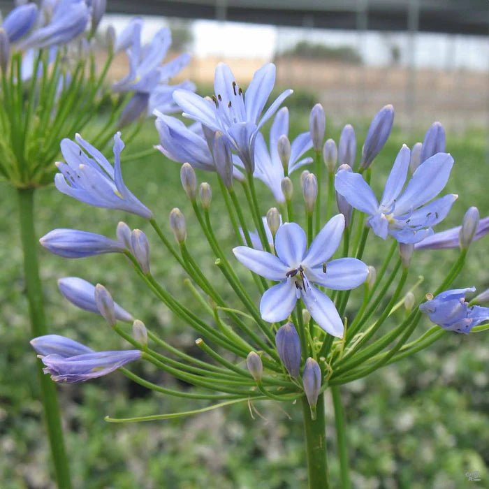 Agapanthus Peter Pan - Ladybird Nursery