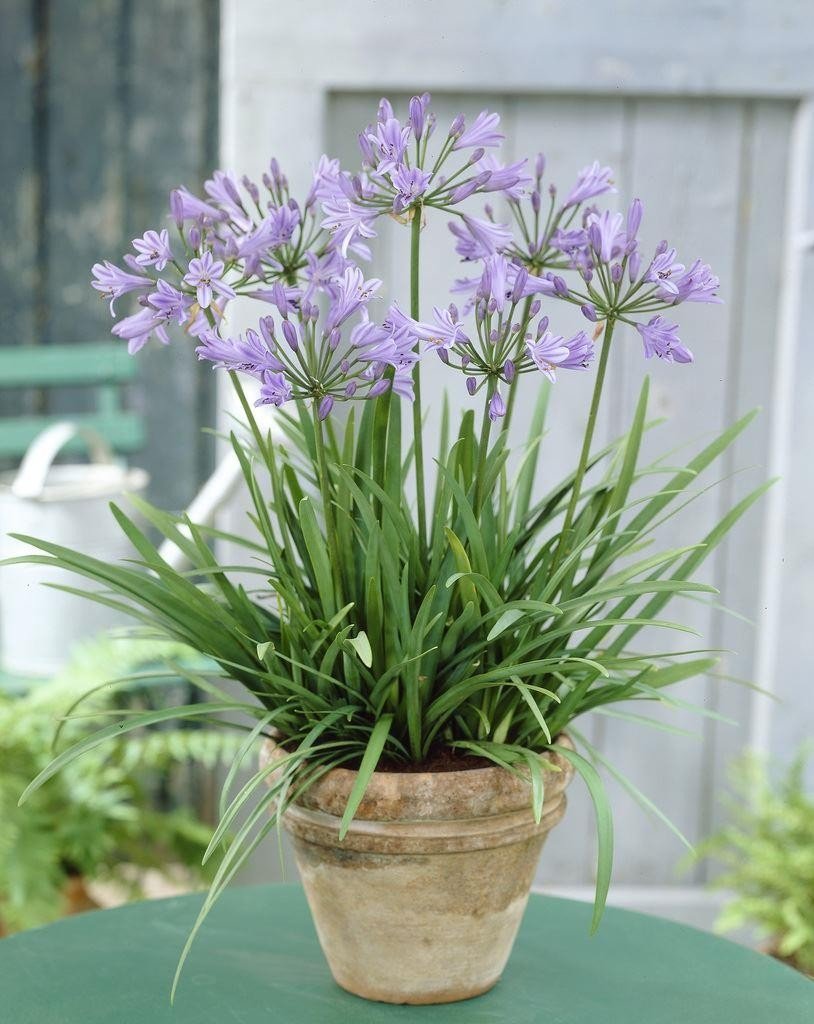 Agapanthus Peter Pan - Ladybird Nursery