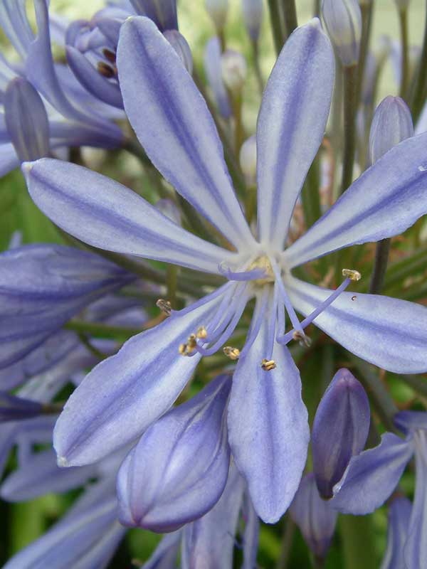 Agapanthus Peter Pan - Ladybird Nursery