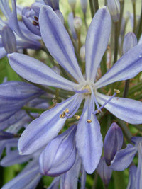 Agapanthus Peter Pan