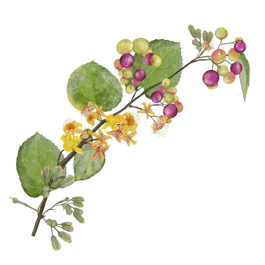Phalsa - Ladybird Nursery