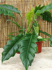 Philodendron Narrow Tiger Tooth
