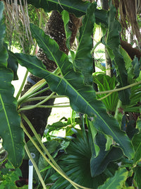 Philodendron (Philodendron stenolobum)