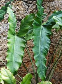 Philodendron (Philodendron stenolobum) - Ladybird Nursery