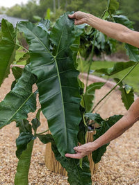 Philodendron (Philodendron stenolobum) - Ladybird Nursery