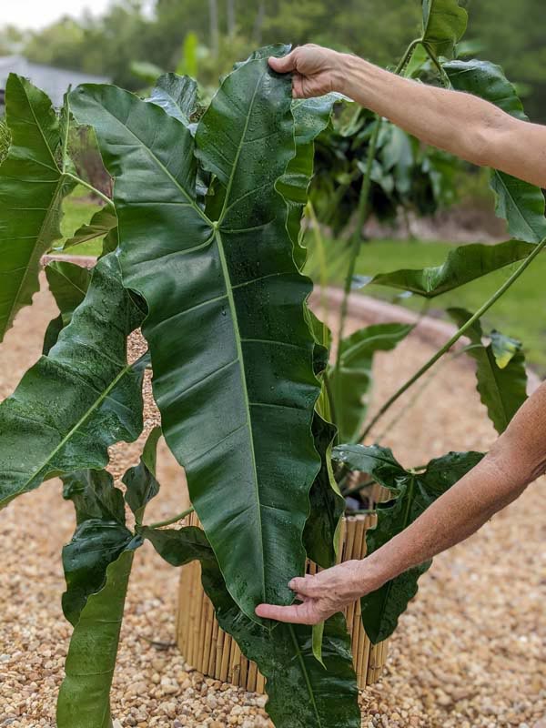 Philodendron (Philodendron stenolobum) - Ladybird Nursery