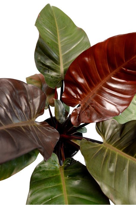 Philodendron Black Cardinal - Ladybird Nursery