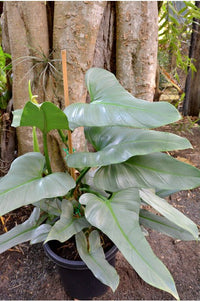 Philodendron Silver Sword (Philodendron hastatum) - Ladybird Nursery