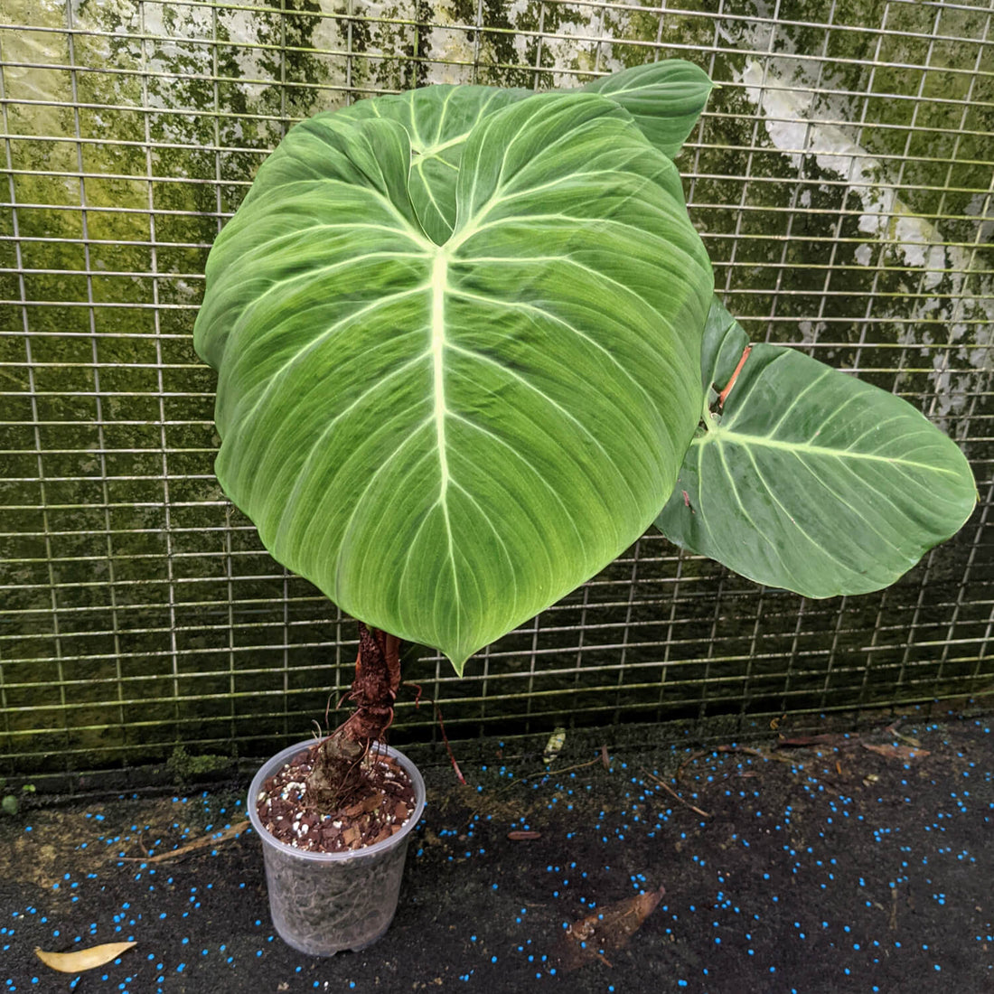 philodendron el choco red climber Philodendron El Choco Red Plant – Buy Now! – Ladybird Nursery