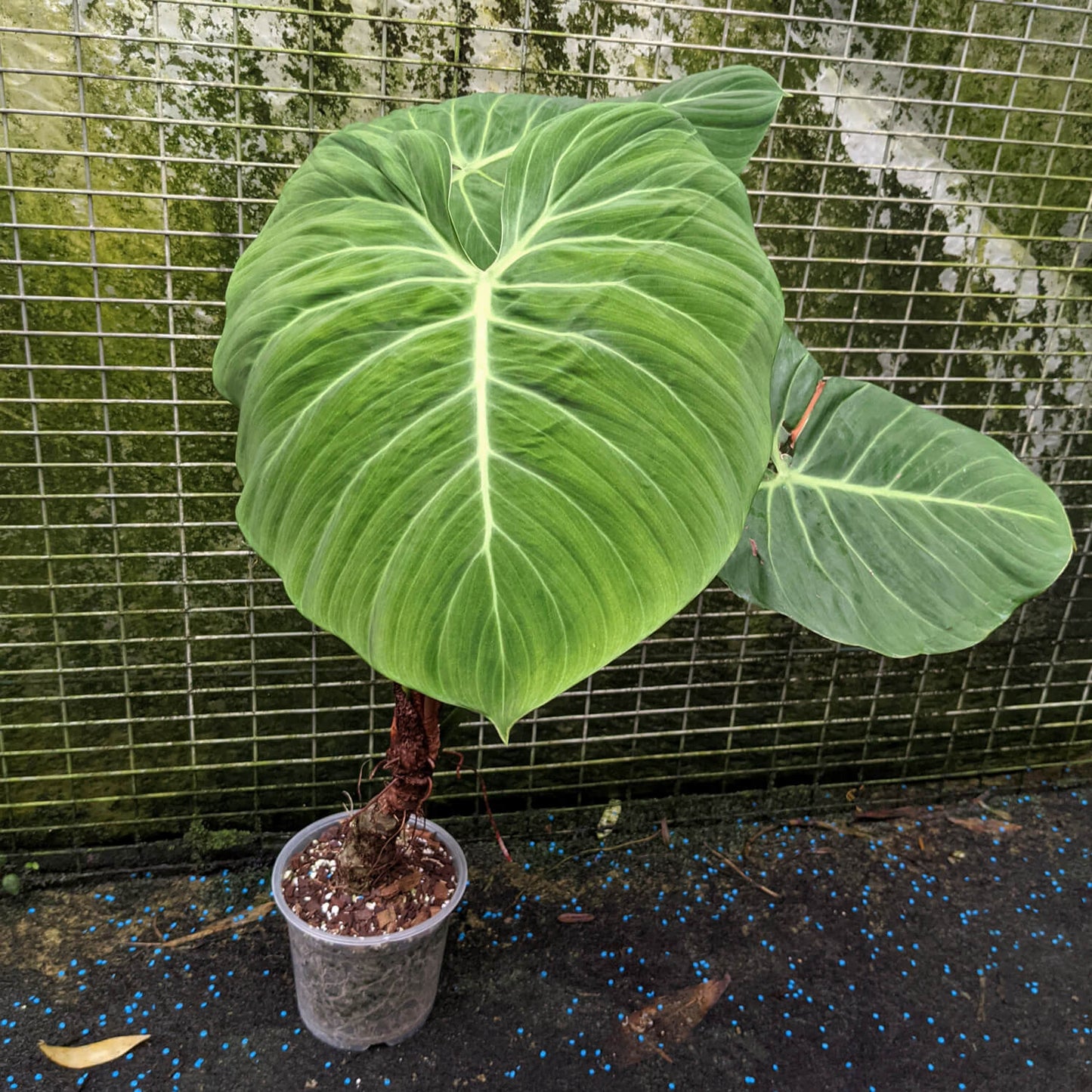 Philodendron El Choco Red