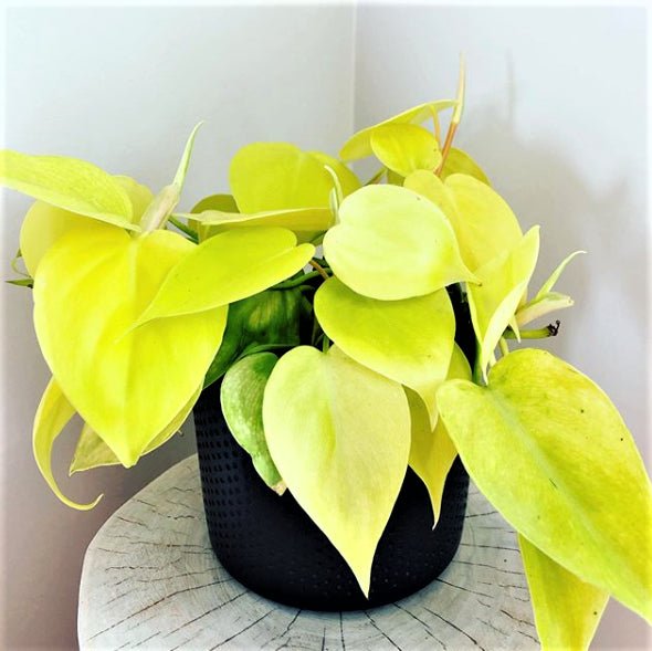 Philodendron Gold Heartleaf (Philodendron cordatum) - Ladybird Nursery