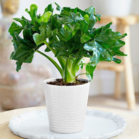 Tree Philodendron Super Atom (Philodendron selloum) - Ladybird Nursery