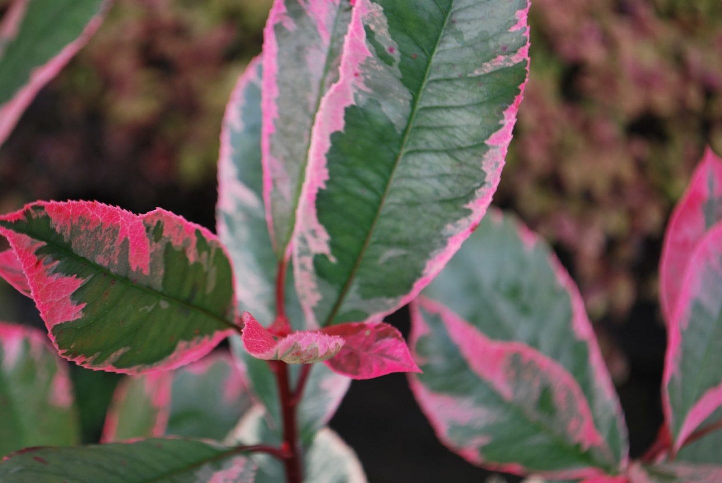 Photinia Marble Pink (Photinia)