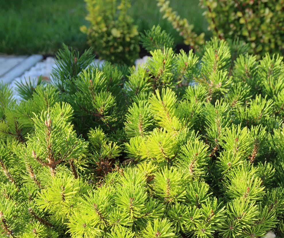 Dwarf Mountain Pine pumilio (Pinus mugo) - Ladybird Nursery