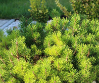 Dwarf Mountain Pine pumilio (Pinus mugo)
