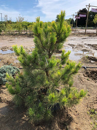 Japanese Black Pine Ogon (Pinus thunbergii)