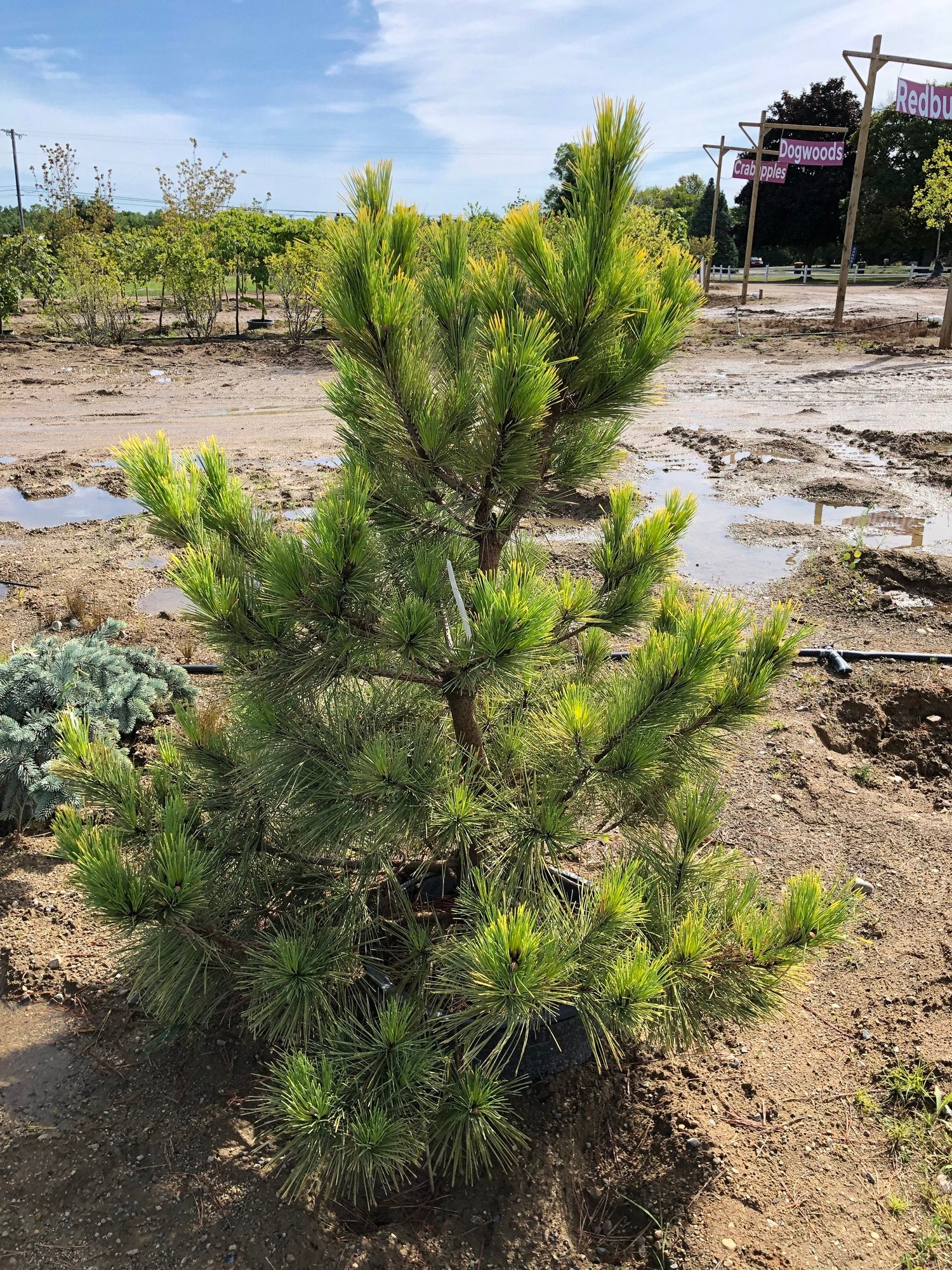 Japanese Black Pine Ogon (Pinus thunbergii) - Ladybird Nursery