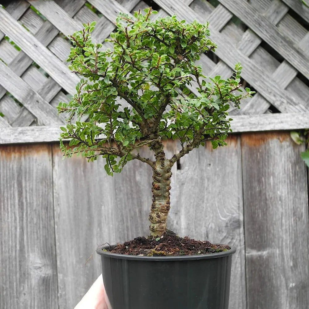 Elm Seiju (Ulmus parvifolia)