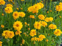 Tickseed Early Sunrise (Coreopsis grandiflora) - Ladybird Nursery