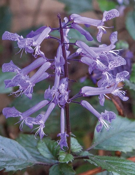 Spur Flower Velvet Diva (Plectranthus saccatus) - Ladybird Nursery
