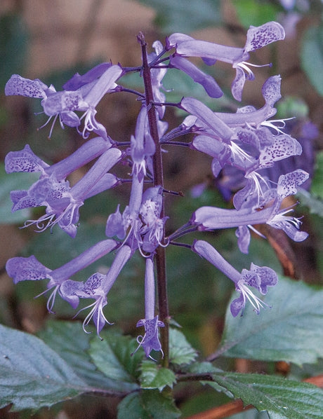 Spur Flower Velvet Diva (Plectranthus saccatus)
