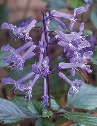 Spur Flower Velvet Diva (Plectranthus saccatus)