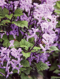 Plectranthus ‘Velvet Elvis’ - Ladybird Nursery