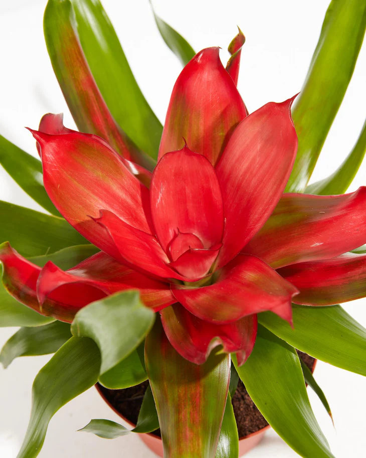 Bromeliad Temptation (Neoregelia)
