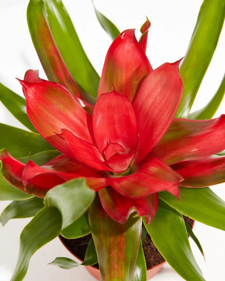 Bromeliad Temptation (Neoregelia) - Ladybird Nursery