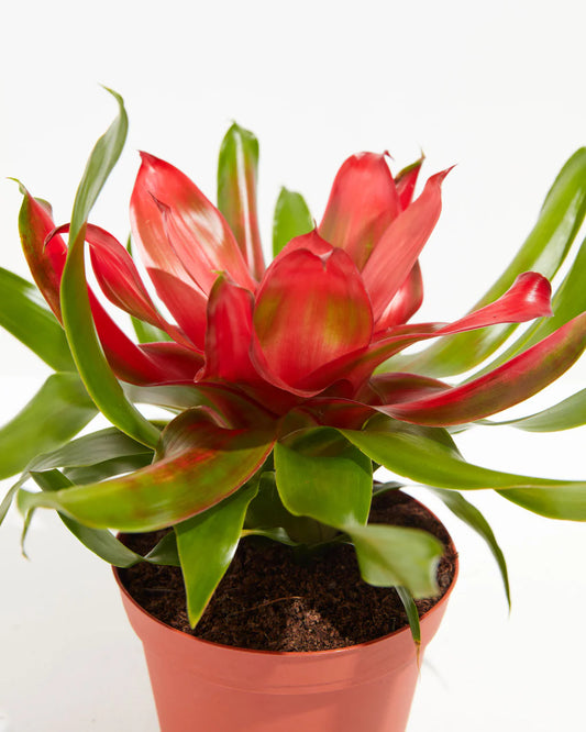 Bromeliad Temptation (Neoregelia)