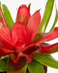 Bromeliad Temptation (Neoregelia)