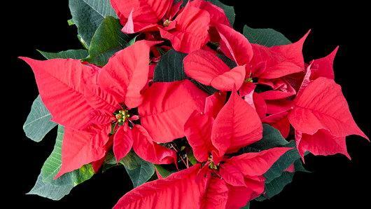 Red Glitter Poinsettia (Euphorbia pulcherrima)