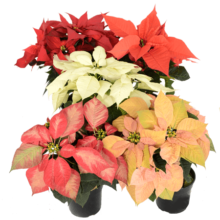 Poinsettia Mix (Euphorbia pulcherrima) - Ladybird Nursery