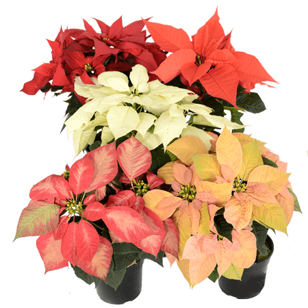 Poinsettia Mix (Euphorbia pulcherrima)
