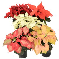 Poinsettia Mix (Euphorbia pulcherrima)