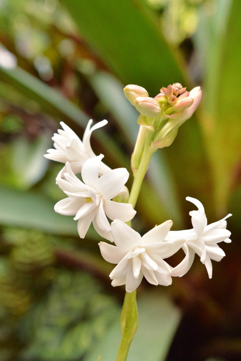 Tuberose (Polianthes tuberosa)
