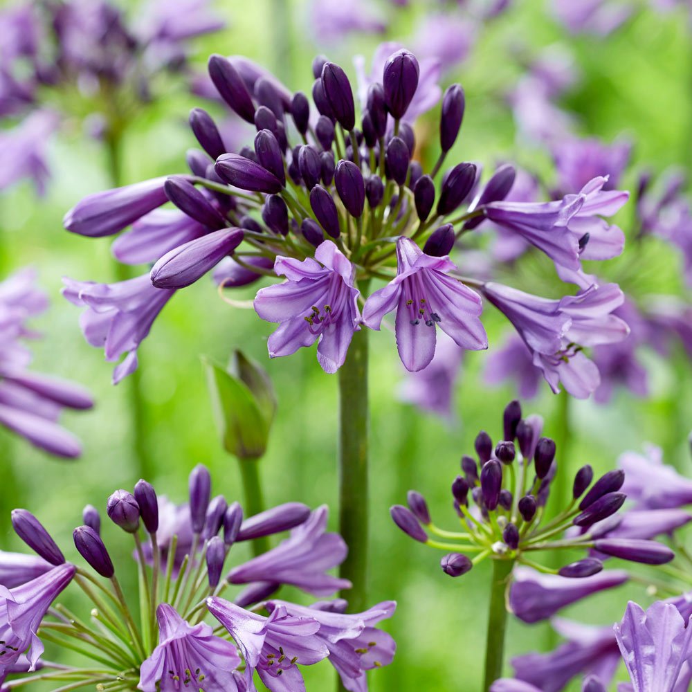 Agapanthus Poppin Purple - Ladybird Nursery