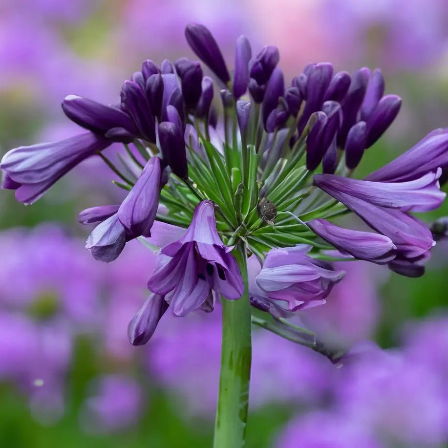 Agapanthus Poppin Purple - Ladybird Nursery
