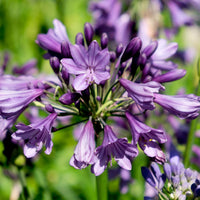 Agapanthus Poppin Purple