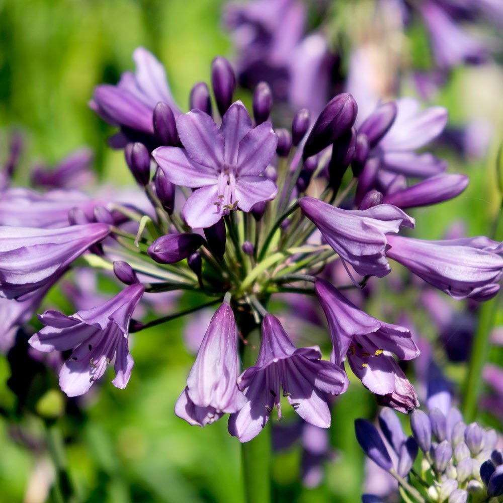 Agapanthus Poppin Purple - Ladybird Nursery