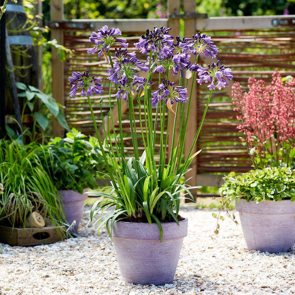 Agapanthus Poppin Purple - Ladybird Nursery